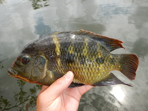 Spotted Tilapia