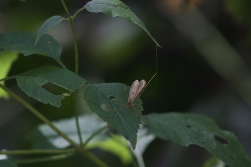 Unknown species found near California Woods Nature Preserve, Cincinnati, OH 45230, USA
