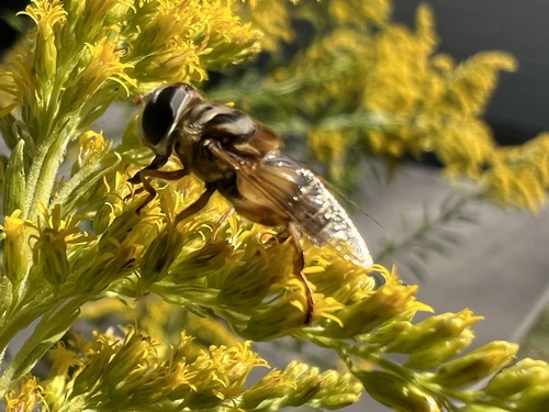 Unknown species found near D'Evereux Dr, Lafayette, LA, US