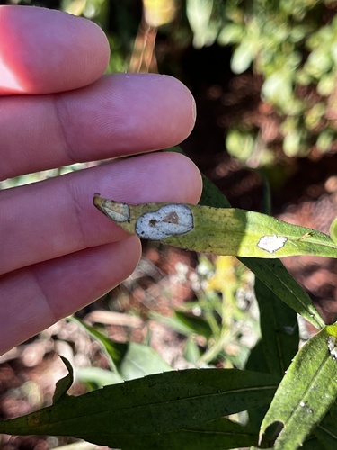 Unknown species found near Kings Valley Dr NE, Roswell, GA, US