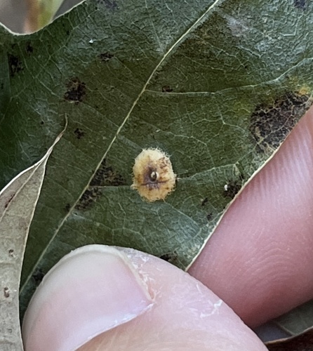 Unknown species found near Kings Valley Dr NE, Roswell, GA, US