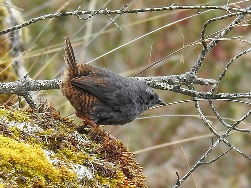 Jalca Tapaculo