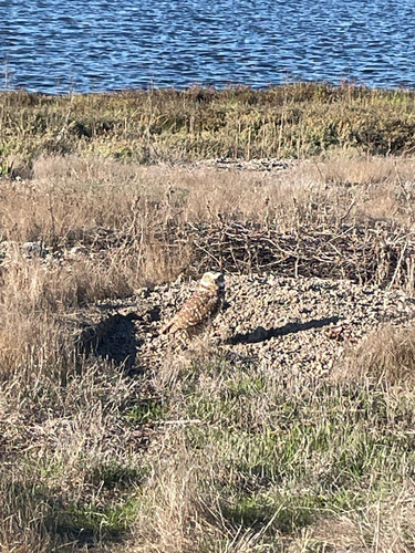 View observation of {o.common_name} on iNaturalist