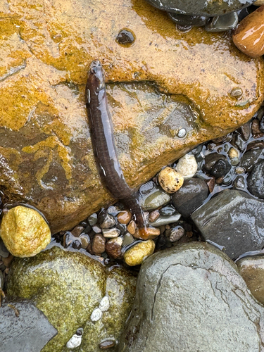 Pholis gunnellus