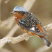 White-throated Rock-Thrush - Photo (c) David Beadle, all rights reserved, uploaded by dbeadle