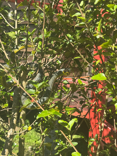 Common Tree Snake sighting