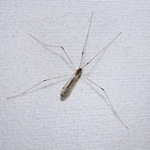 Unknown species found near Sheridan St, Memphis, TN, US