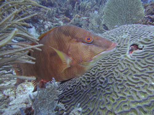 Hogfish