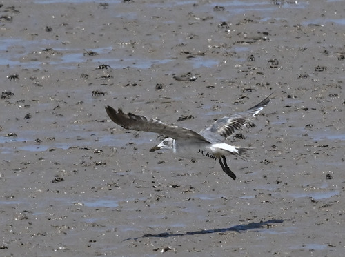 Black-tailed Gull