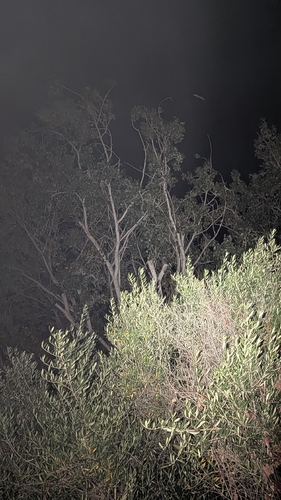 View observation of {o.common_name} on iNaturalist