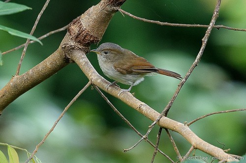 Bornean Fulvetta (Subspecies Alcippe brunneicauda eriphaea) · iNaturalist