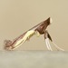 Dogwood Caloptilia Moth - Photo (c) Michael King, all rights reserved, uploaded by Michael King