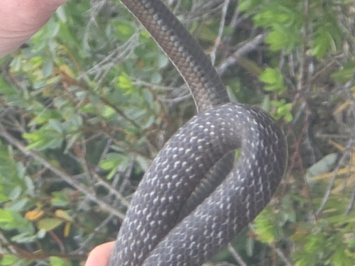 Peninsula Brown Snake sighting
