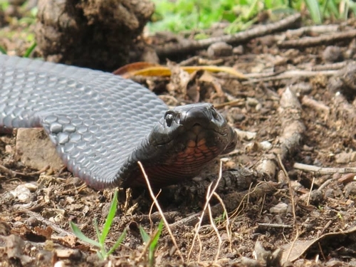 Red-bellied Black Snake sighting