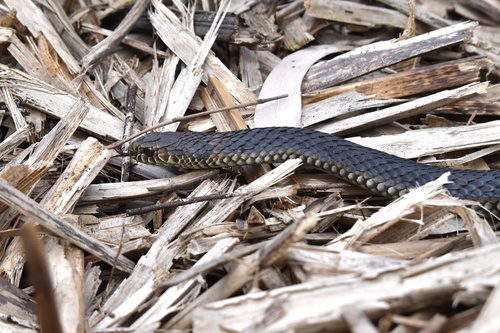 Lowlands Copperhead sighting