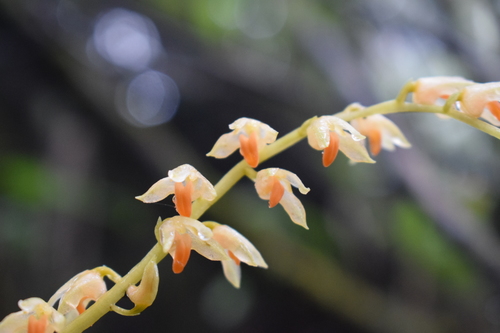 Gibbosum Orchid