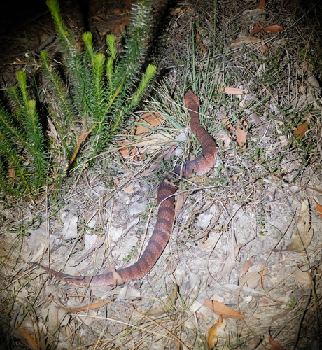 Southern Death Adder sighting