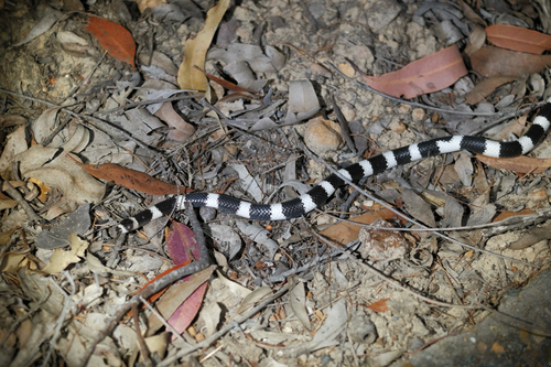 Eastern Bandy Bandy sighting