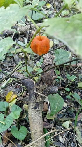 Japanese-lantern