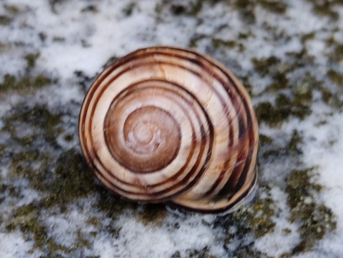 Cepaea nemoralis