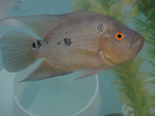 Threespot Cichlid