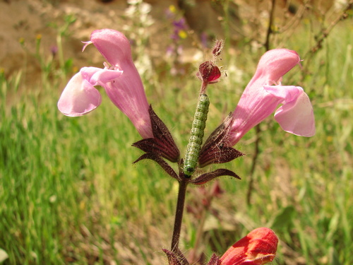 Salvia trichoclada