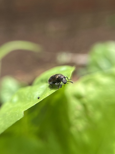 Hairy Darkling Beetle