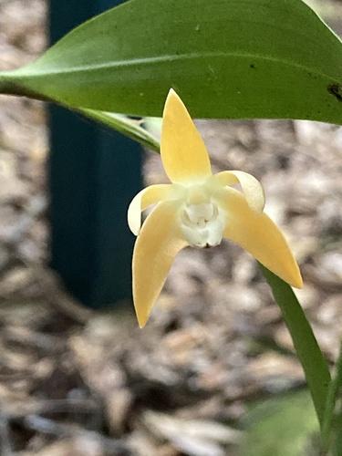 Slender Cane Orchid