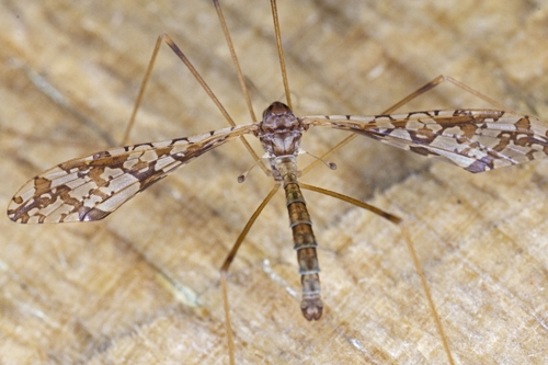 Unknown species found near Colora, MD 21917, USA