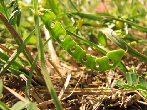 One-flowered Horseshoe-vetch
