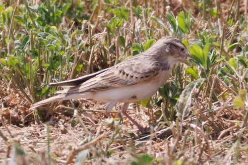 Greater Short-toed Lark