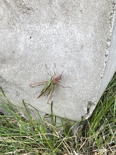 Oriental Longheaded Locust
