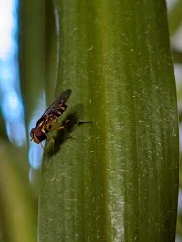 Unknown species found near Naperville, IL 60565, USA