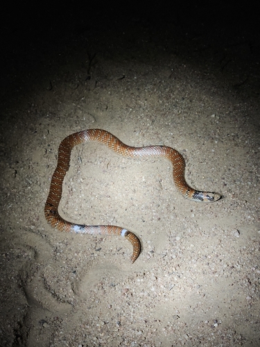 Eastern Shovel-nosed Snake sighting