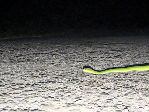 Spot-tailed Pitviper