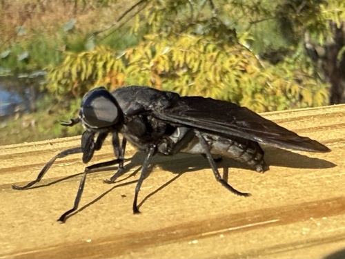Unknown species found near Rhoden Cove Rd, Tallahassee, FL, US