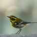 Townsend's Warbler - Photo (c) Brooke A Miller, all rights reserved, uploaded by Brooke A Miller