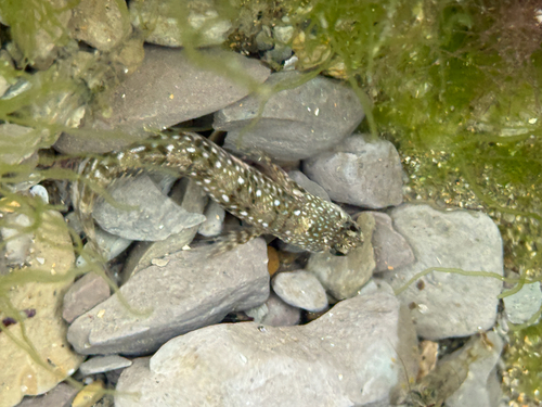 Coryphoblennius galerita