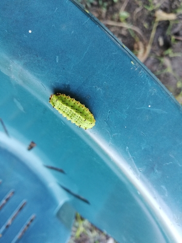 Acharia pauper