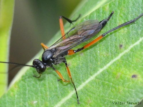 Exetastes calobatus