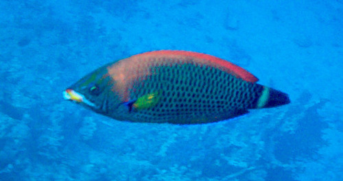Pseudodax moluccanus