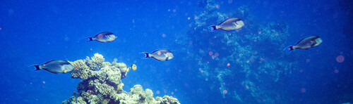 Acanthurus sohal
