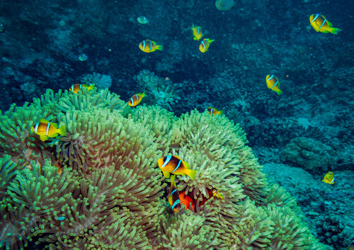 Amphiprion bicinctus
