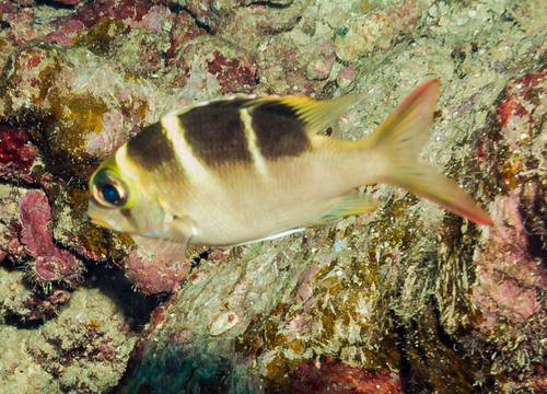 Monotaxis grandoculis