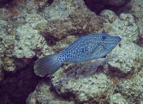 Aluterus scriptus