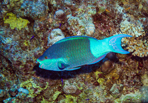 Scarus frenatus