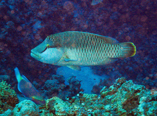 Cheilinus undulatus