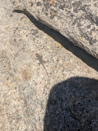 iNaturalist observation photo of Spiny Lizards