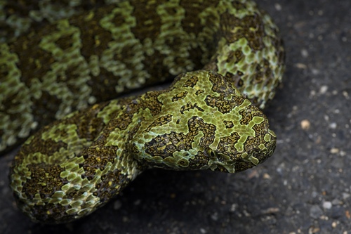 Protobothrops mangshanensis