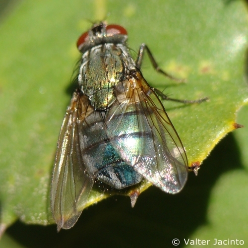 Eudasyphora cyanella